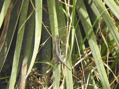 Anolis carlliebi