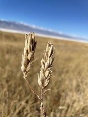 Chloropyron maritimum canescens