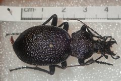 Carabus gigas