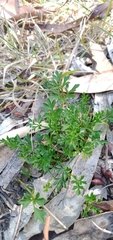 Xanthosia dissecta