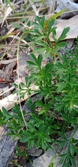 Xanthosia dissecta
