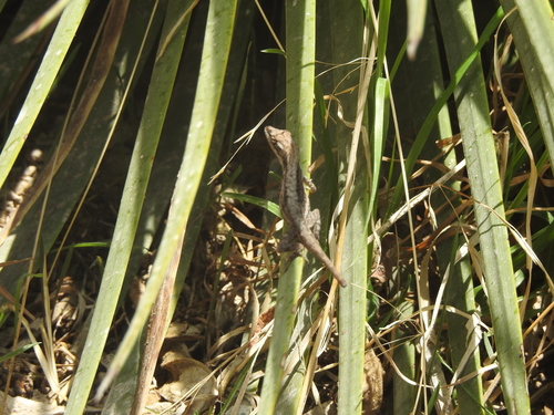 Anolis carlliebi
