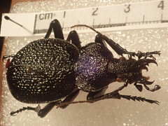Carabus gigas