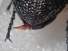 Carabus gigas