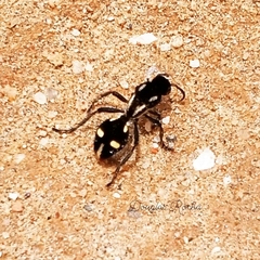 Traumatomutilla graphica