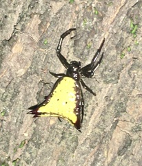 Micrathena furva