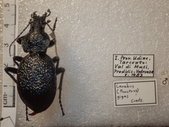 Carabus gigas