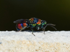 Chrysis semicincta