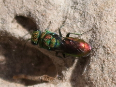 Chrysura hybrida