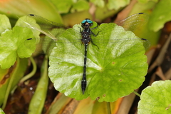 Macrothemis tessellata