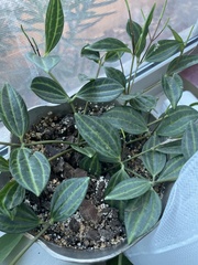 Peperomia quadrangularis