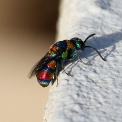 Chrysis semicincta