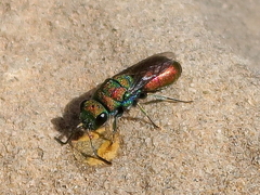 Chrysura hybrida