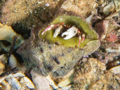 Calcinus lineapropodus