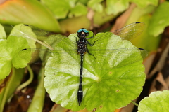 Macrothemis tessellata