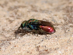 Chrysura hybrida