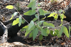 Eucalyptus microneura