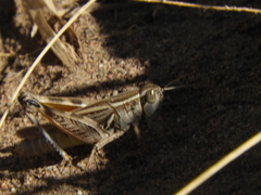 Dichroplus pratensis