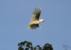 Cacatua sulphurea abbotti