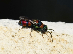 Chrysis semicincta