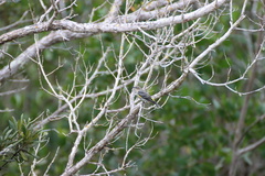 Setophaga coronata image