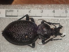 Carabus gigas