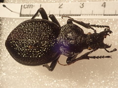 Carabus gigas