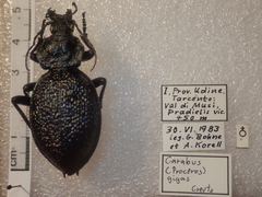 Carabus gigas