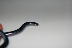 Afrotyphlops schlegelii