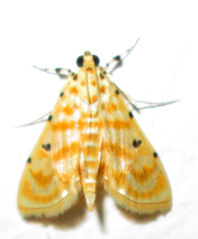 Notarcha quaternalis