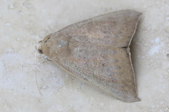 Ophisma gravata