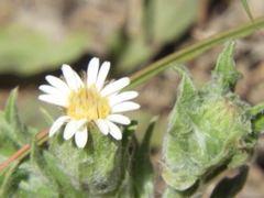 Noticastrum sericeum