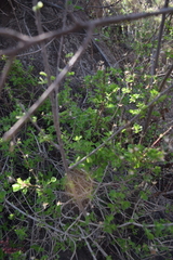 Brickellia veronicifolia
