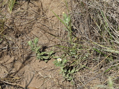 Noticastrum sericeum