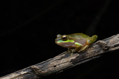 Ranoidea pearsoniana