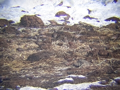 Leucosticte tephrocotis littoralis