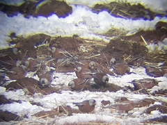 Leucosticte tephrocotis littoralis