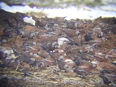 Leucosticte tephrocotis littoralis