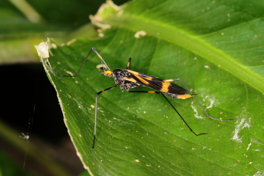 Hexatoma fasciata