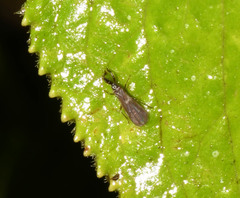Enicocephalidae