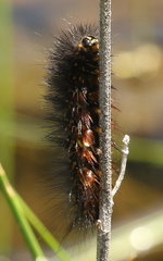Lepidoptera