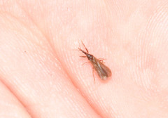 Enicocephalidae