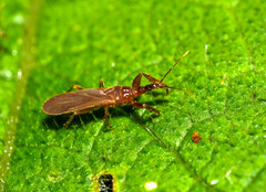 Enicocephalidae