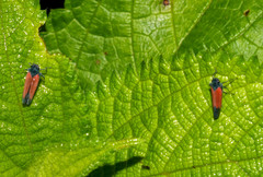 Cardioscarta flavifrons