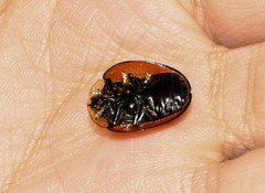 Orexita