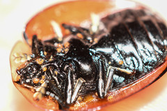 Orexita