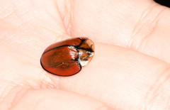 Orexita