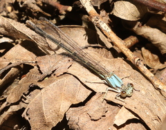 Argia