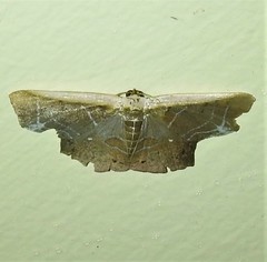 Tessarotis rubrata