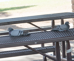 Columba livia domestica